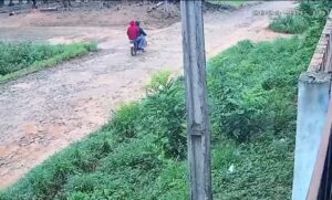 Se llevaron una gallina clueca y dejaron a sus pollitos solos en Yby Yaú