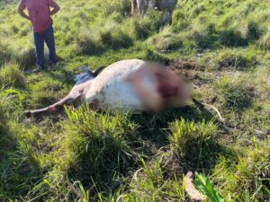 Faenan cinco animales vacunos en una estancia de Jhugua Guazú