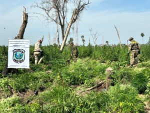 Operativo Aquidabán II destruye 12 hectáreas de supuesta marihuana en Yby Yaú