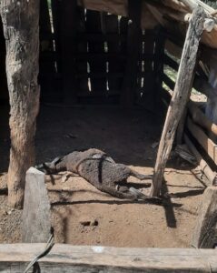 Perro atacó y mató a tres ovejas en Paso Barreto