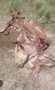 Faenan una vaca preñada en estancia de San Carlos del Apa