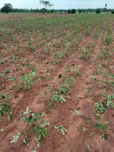 Productores de Requejo piden semillas tras millonarias pérdidas por el temporal