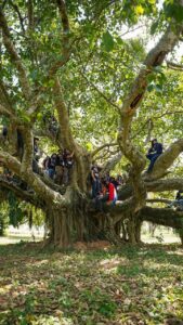 El Guapo’y de Paracel es reconocido como el árbol más grande del Paraguay&nbsp;