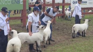 Expo Concepción avanza con juzgamientos y competencias ganaderas