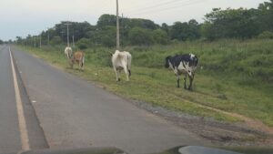 No aprenden: nuevamente animales sueltos sobre la ruta PY22