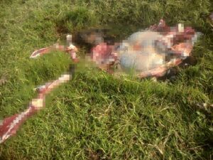 Faenan tres vacas preñadas en una granja de Romero Potrero