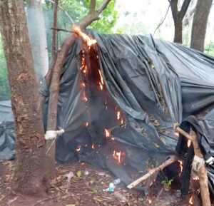 Destruyen 9 hectáreas de marihuana en Bella Vista Norte y generan millonario perjuicio al narcotráfico