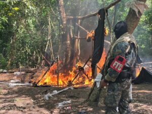 Operativo antidrogas: Destruyen 13 hectáreas de marihuana en Amambay