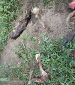 Faenan un animal vacuno preñado en una propiedad de chaco’i