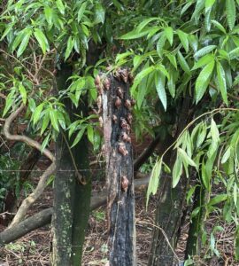Invasión de caracoles africanos en una comunidad de San Pedro alerta a pobladores.