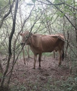 Recuperan una vaca lechera denunciada como robada en Loreto